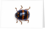 Long horned beetle Diastocera wallichi by Anonymous