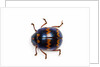 Long horned beetle Diastocera wallichi by Anonymous