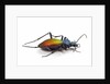 Beetle Chrysotribax hispanus latissimus from France in the Carabidae family by Anonymous