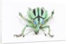 Head on view of Eupholus colorful weevil in Curculionidae family by Anonymous