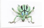 Head on view of Eupholus colorful weevil in Curculionidae family by Anonymous