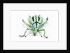 Head on view of Eupholus colorful weevil in Curculionidae family by Anonymous