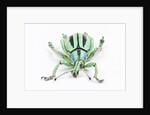 Head on view of Eupholus colorful weevil in Curculionidae family by Anonymous