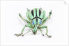 Head on view of Eupholus colorful weevil in Curculionidae family by Anonymous