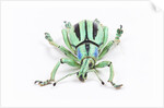 Head on view of Eupholus colorful weevil in Curculionidae family by Anonymous