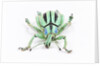 Head on view of Eupholus colorful weevil in Curculionidae family by Anonymous
