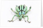 Head on view of Eupholus colorful weevil in Curculionidae family by Anonymous