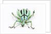 Head on view of Eupholus colorful weevil in Curculionidae family by Anonymous