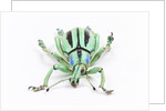 Head on view of Eupholus colorful weevil in Curculionidae family by Anonymous