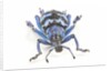 Head on view of Eupholus colorful weevil in Curculionidae family by Anonymous