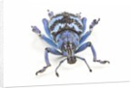 Head on view of Eupholus colorful weevil in Curculionidae family by Anonymous