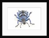 Head on view of Eupholus colorful weevil in Curculionidae family by Anonymous