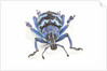 Head on view of Eupholus colorful weevil in Curculionidae family by Anonymous
