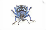 Head on view of Eupholus colorful weevil in Curculionidae family by Anonymous