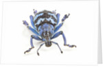 Head on view of Eupholus colorful weevil in Curculionidae family by Anonymous