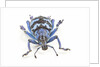 Head on view of Eupholus colorful weevil in Curculionidae family by Anonymous