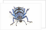 Head on view of Eupholus colorful weevil in Curculionidae family by Anonymous