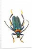Head on photograph of long horn beetle Cerambycidae - sp. by Anonymous