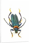 Head on photograph of long horn beetle Cerambycidae - sp. by Anonymous