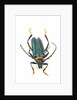 Head on photograph of long horn beetle Cerambycidae - sp. by Anonymous