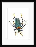 Head on photograph of long horn beetle Cerambycidae - sp. by Anonymous