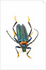 Head on photograph of long horn beetle Cerambycidae - sp. by Anonymous