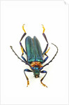Head on photograph of long horn beetle Cerambycidae - sp. by Anonymous