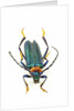 Head on photograph of long horn beetle Cerambycidae - sp. by Anonymous