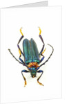 Head on photograph of long horn beetle Cerambycidae - sp. by Anonymous