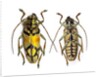 Top and bottom view of Long Horned beetle Glenea sarasinorum by Anonymous