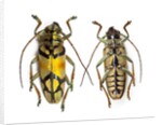 Top and bottom view of Long Horned beetle Glenea sarasinorum by Anonymous