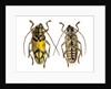 Top and bottom view of Long Horned beetle Glenea sarasinorum by Anonymous
