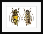 Top and bottom view of Long Horned beetle Glenea sarasinorum by Anonymous