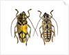 Top and bottom view of Long Horned beetle Glenea sarasinorum by Anonymous
