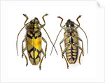 Top and bottom view of Long Horned beetle Glenea sarasinorum by Anonymous