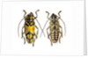 Top and bottom view of Long Horned beetle Glenea sarasinorum by Anonymous