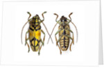 Top and bottom view of Long Horned beetle Glenea sarasinorum by Anonymous