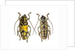 Top and bottom view of Long Horned beetle Glenea sarasinorum by Anonymous