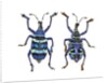 Top and Bottom view of Weevil Eupholus in the Curculionidae family by Anonymous