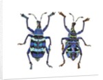 Top and Bottom view of Weevil Eupholus in the Curculionidae family by Anonymous