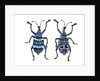 Top and Bottom view of Weevil Eupholus in the Curculionidae family by Anonymous