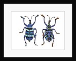 Top and Bottom view of Weevil Eupholus in the Curculionidae family by Anonymous
