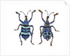 Top and Bottom view of Weevil Eupholus in the Curculionidae family by Anonymous