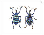 Top and Bottom view of Weevil Eupholus in the Curculionidae family by Anonymous