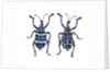 Top and Bottom view of Weevil Eupholus in the Curculionidae family by Anonymous