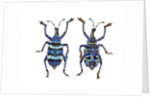 Top and Bottom view of Weevil Eupholus in the Curculionidae family by Anonymous