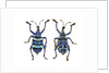 Top and Bottom view of Weevil Eupholus in the Curculionidae family by Anonymous