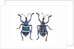 Top and Bottom view of Weevil Eupholus in the Curculionidae family by Anonymous