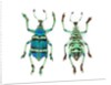 Top and Bottom view of Weevil Eupholus in the Curculionidae family by Anonymous