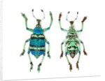 Top and Bottom view of Weevil Eupholus in the Curculionidae family by Anonymous